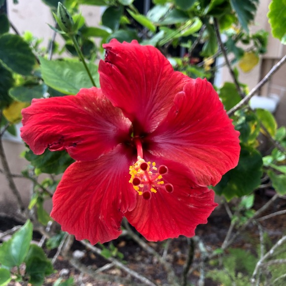 😊Meet your Ambassador Posher Karen 💕ASK QUESTIONS LIKE•BUNDLE•SAVE•SHARE ENJOY - Picture 3 of 13